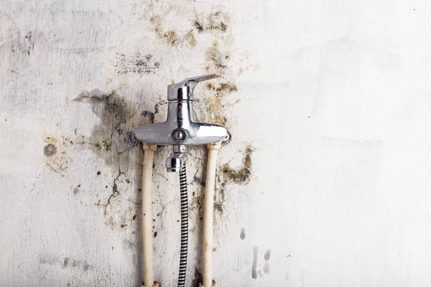 Best Emergency Mold Removal  in New Chicago, IN