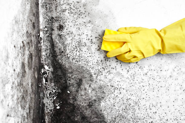 Mold Testing and Removal in New Chicago, IN