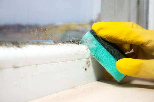 Best Mold Removal Company Near Me  in New Chicago, IN
