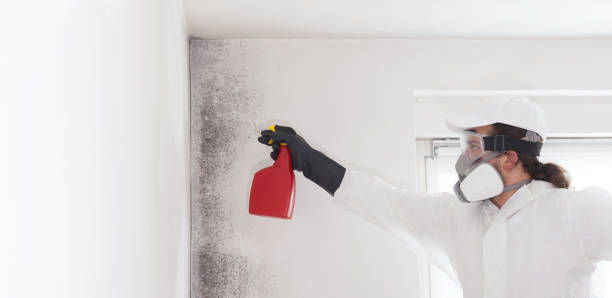 Best Mold Damage Repair  in New Chicago, IN