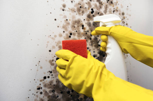 Best Attic Mold Removal  in New Chicago, IN
