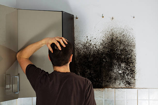 Best Black Mold Removal  in New Chicago, IN